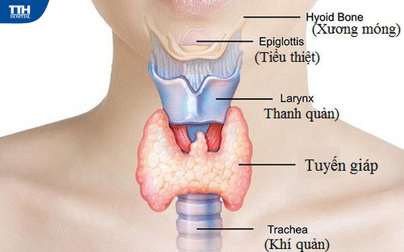 Bệnh lý tuyến giáp